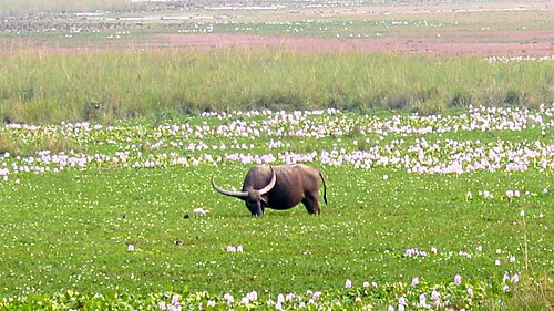 One horned rhinoceros at Pobitora Wildlife Sanctuary Assam